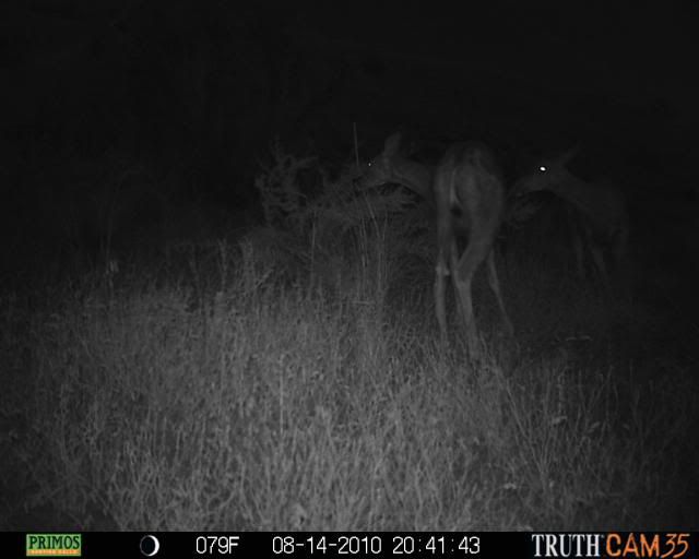 Primos Truth Cam 35 pics. Hunt Talk